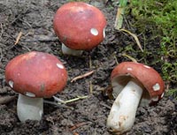 Russula lutensis