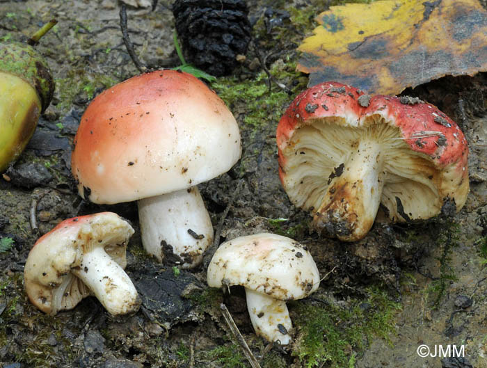 Russula luteotacta