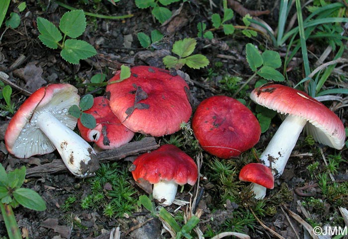 Russula luteotacta