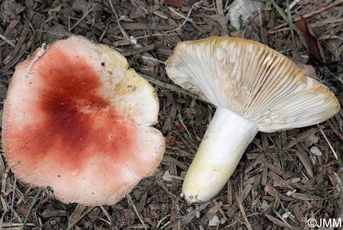 Russula luteotacta