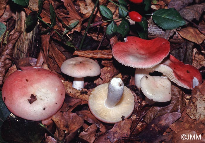 Russula luteotacta