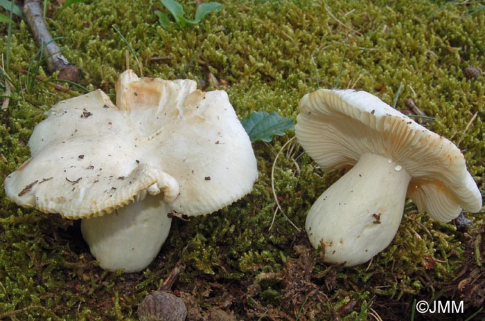 Russula luteotacta f. alba