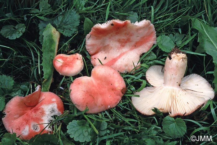 Russula luteotacta var. oligophylla