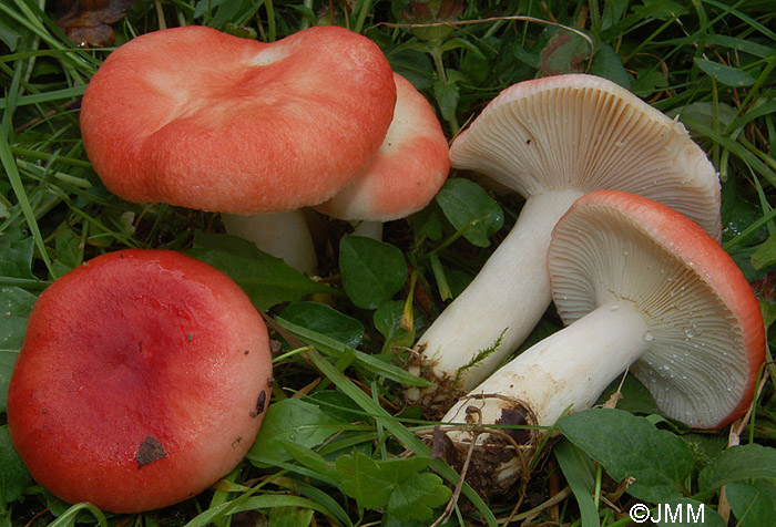 Russula luteotacta var. oligophylla