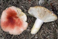 Russula luteotacta