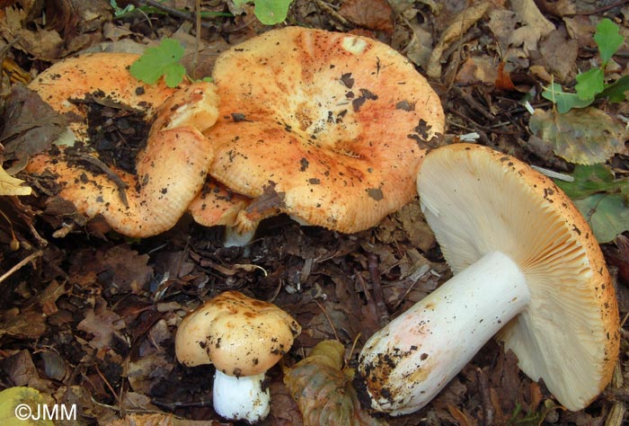 Russula maculata