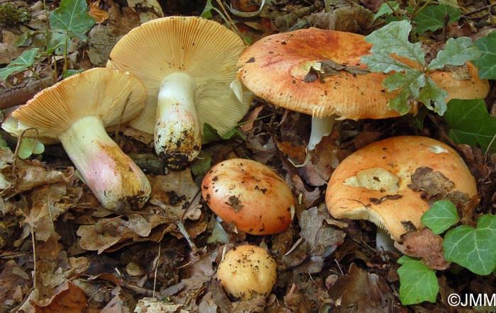 Russula maculata