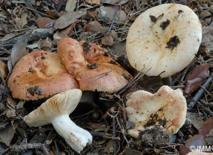 Russula maculata