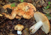 Russula maculata