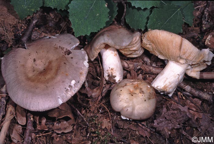 Russula medullata