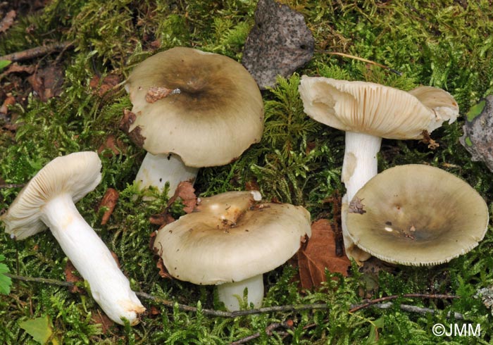 Russula medullata