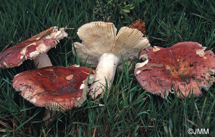 Russula melliolens