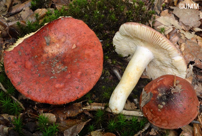 Russula melliolens