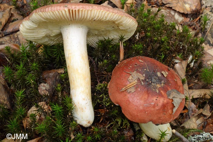 Russula melliolens