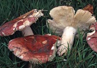 Russula melliolens