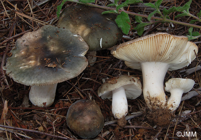 Russula monspeliensis