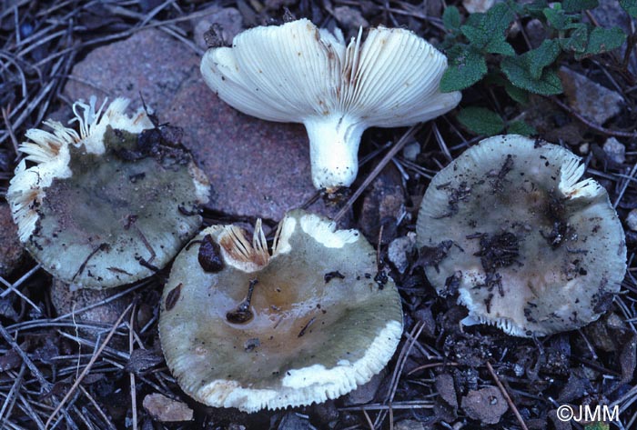 Russula monspeliensis