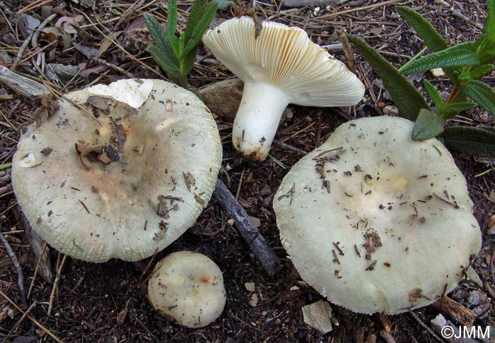 Russula monspeliensis