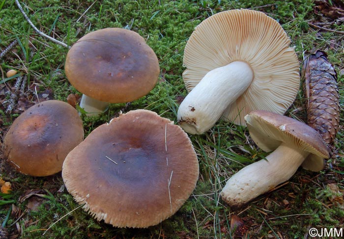 Russula mustelina