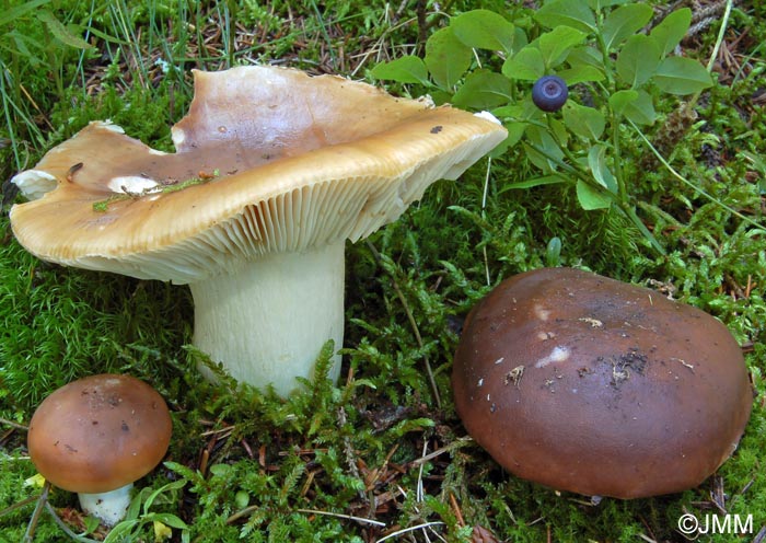 Russula mustelina