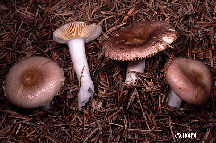 Russula nauseosa