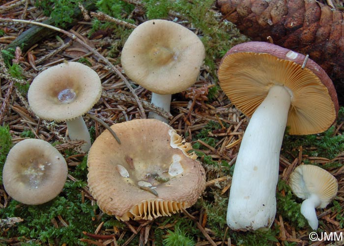 Russula nauseosa