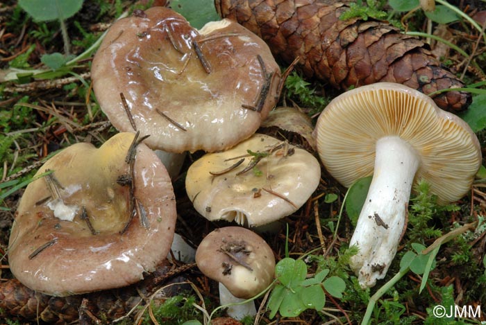 Russula nauseosa