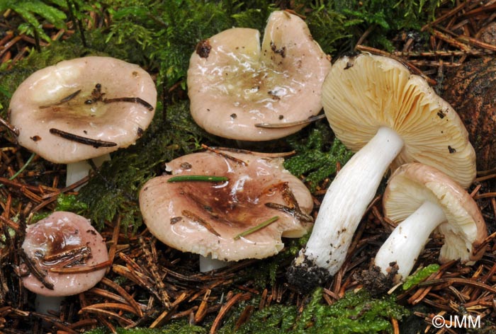 Russula nauseosa