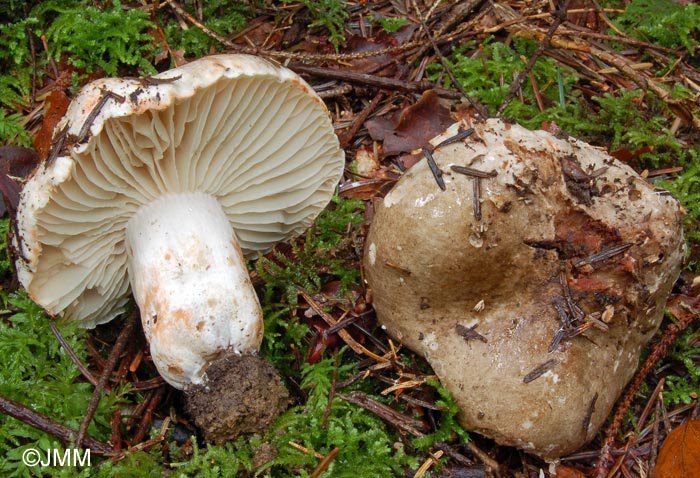 Russula nigricans