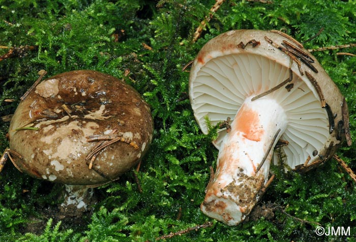 Russula nigricans