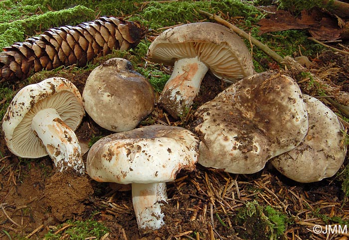 Russula nigricans