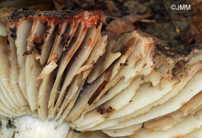 Russula nigricans : rougissement puis noircissement de la chair