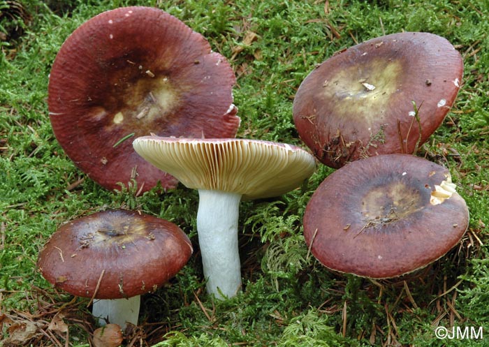 Russula nigropurpurea