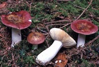 Russula nigropurpurea