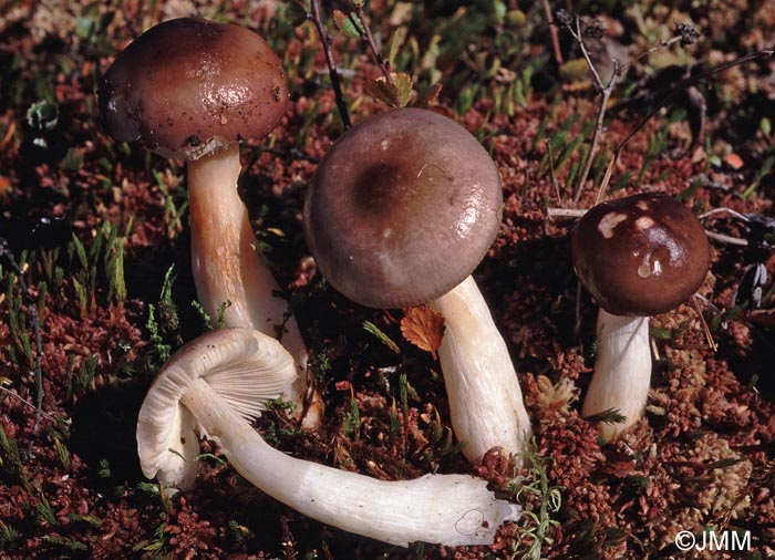 Russula nitida