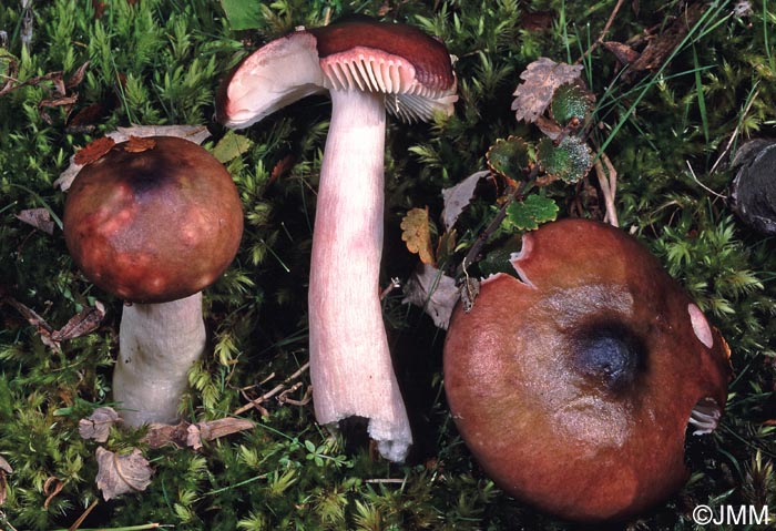 Russula nitida