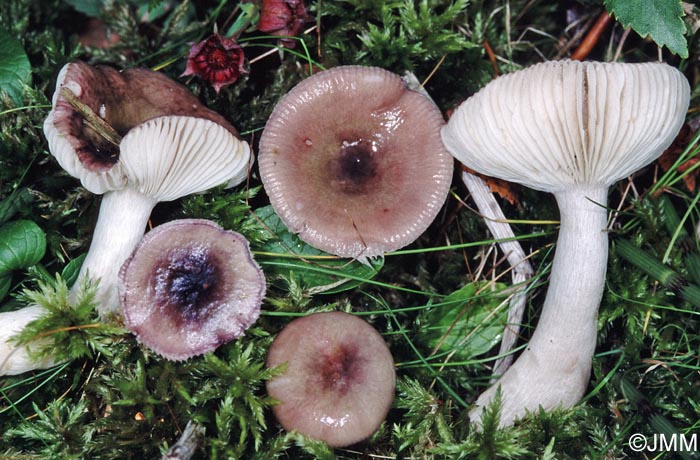 Russula nitida f. heterosperma = Russula sphagnophila