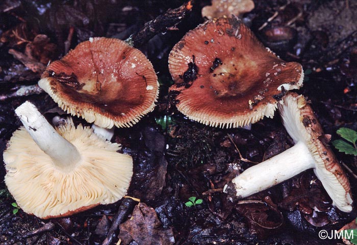 Russula nitida var. subheterosperma