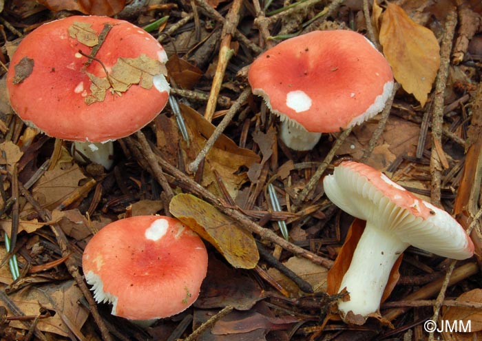 Russula nobilis = Russula mairei