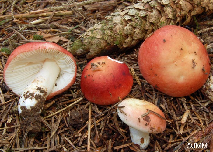 Russula nobilis = Russula mairei