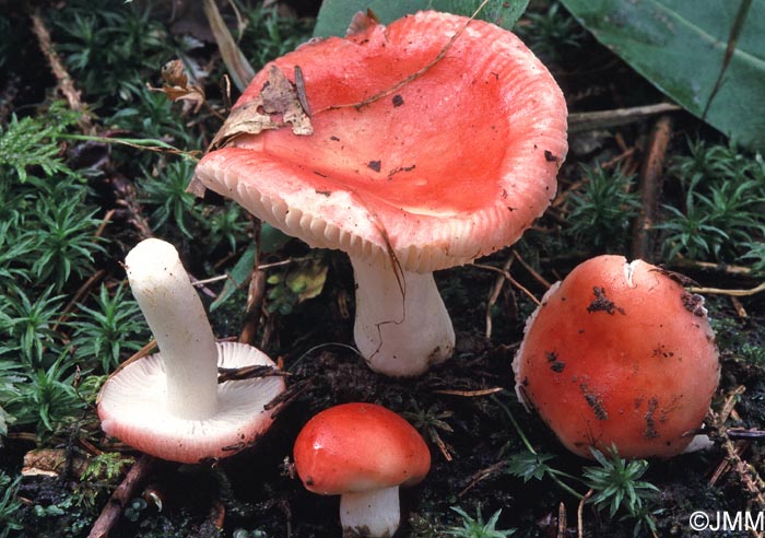 Russula nobilis = Russula mairei