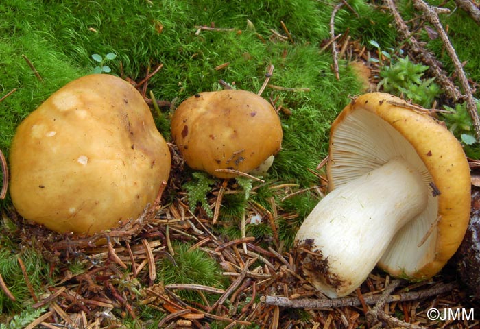 Russula ochroleuca