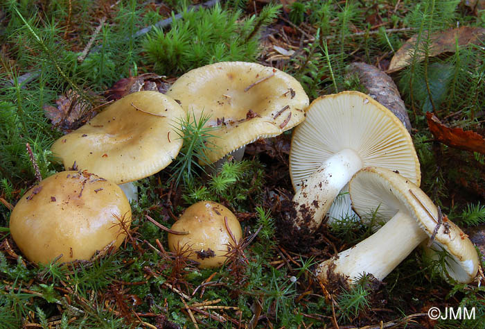 Russula ochroleuca