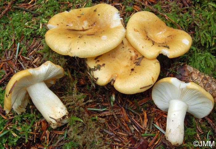 Russula ochroleuca