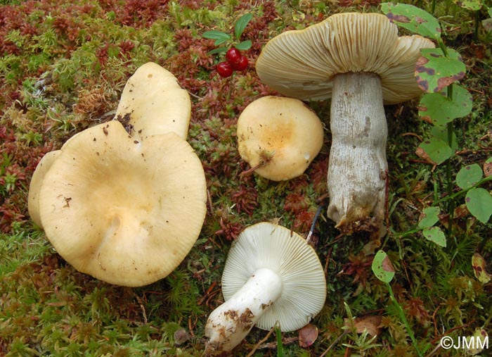 Russula ochroleuca