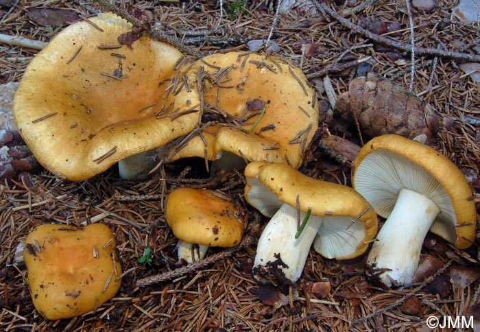 Russula ochroleuca