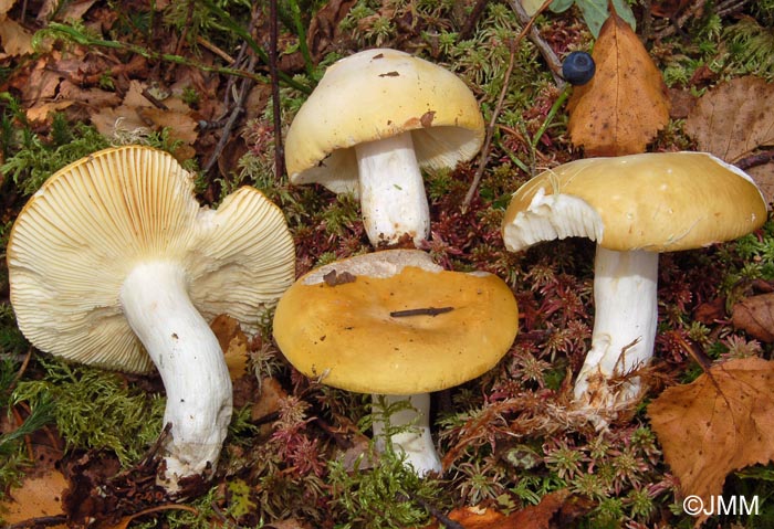 Russula ochroleuca