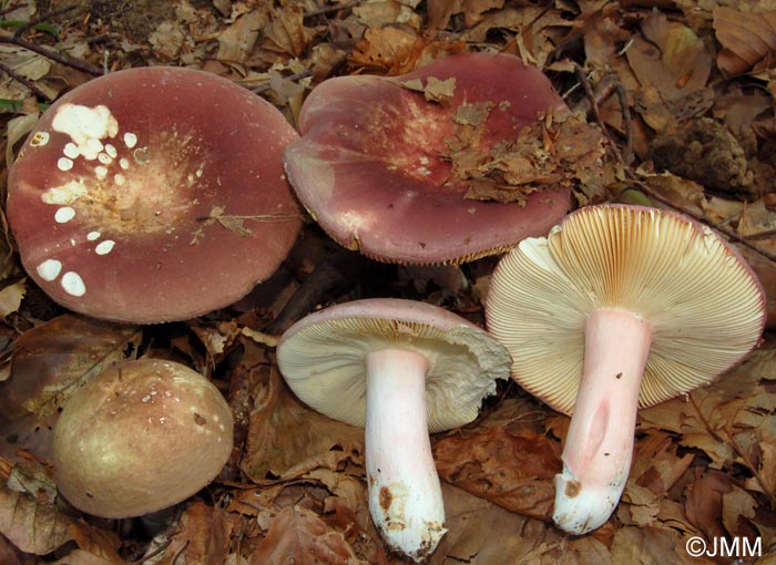 Russula olivacea