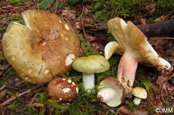 Russula olivacea