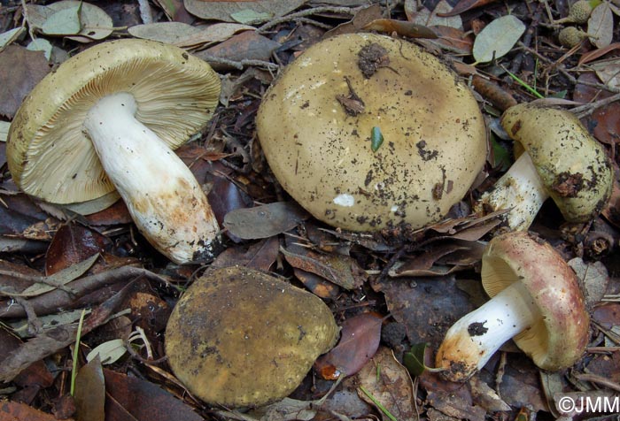 Russula olivacea